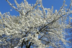 Cortaillod (NE), le 07 avril 2020