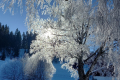 Lac des Taillères (NE), le 23 janvier 2022