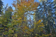 La Grande-Joux (NE), le 11 octobre 2025