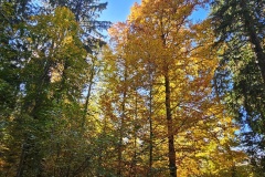 Communal du Locle, le 18 octobre 2025