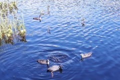 Etang de la Gruère (JU), le 05 août 2019